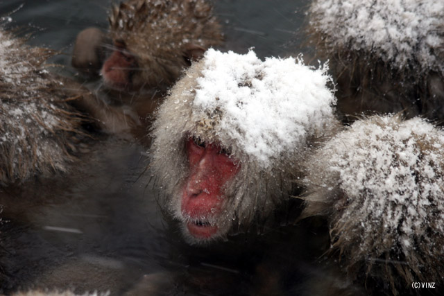 雪景色 冬 長野 地獄谷野猿公苑(猿温泉 snow monkey) 雪景色 冬 長野 地獄谷野猿公苑(猿温泉 snow monkey)